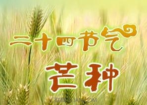 關于芒種節氣的諺語（精選）     三聯