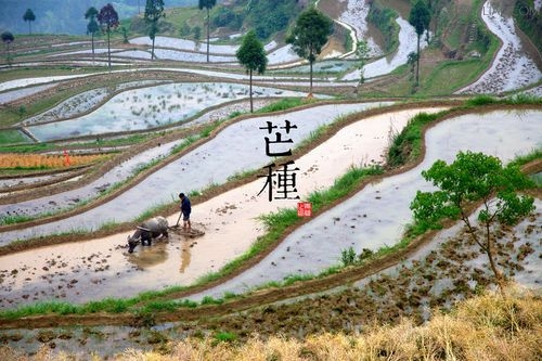 芒種節氣農諺大全 三聯