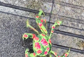 這是啥螃蟹