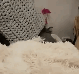 哈哈！猜猜我在哪兒