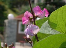 扁豆花