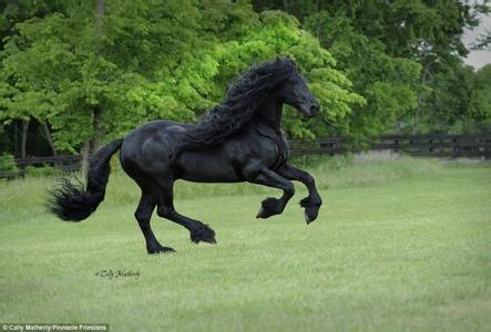 世界上最帥的馬