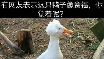 你覺的呢