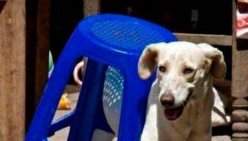 動物界的那些高手們