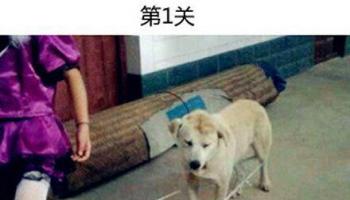 你們這些人類真的煩死了！