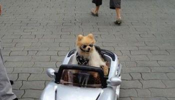 本汪開車粗來兜兜風