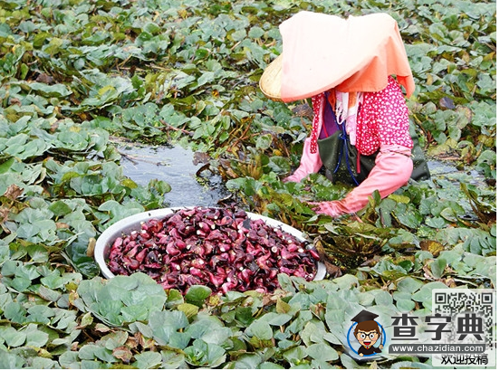 簡單易學的兒童繞口令-吃菱角