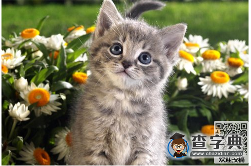 簡單的兒童繞口令-小花貓