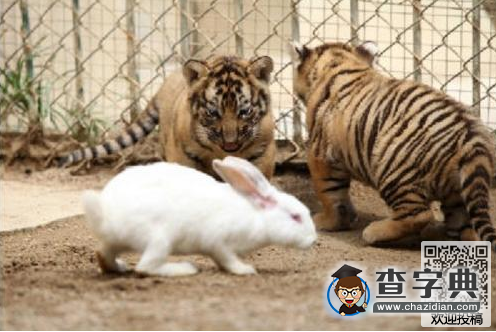 小朋友簡單動物繞口令-大老虎和小灰兔