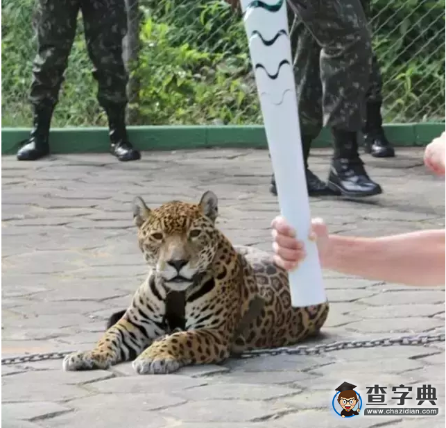 吉祥物被殺運動員被搶 巴西奧運目測笑掉大牙4