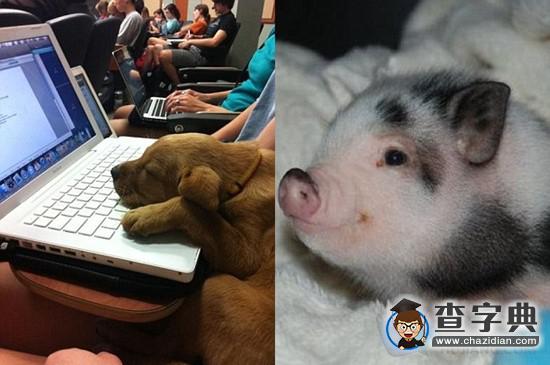 心情不好怎么辦？萌寵照片暖人心！(組圖)7