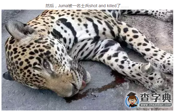 吉祥物被殺運動員被搶 巴西奧運目測笑掉大牙5