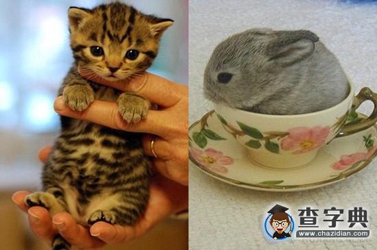 心情不好怎么辦？萌寵照片暖人心！(組圖)4