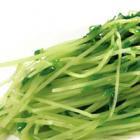 素炒豆苗