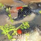 椒鹽鯽魚湯