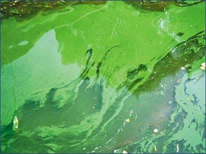 水華 水華
