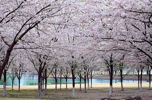 天氣網(wǎng) 北京櫻花節(jié)