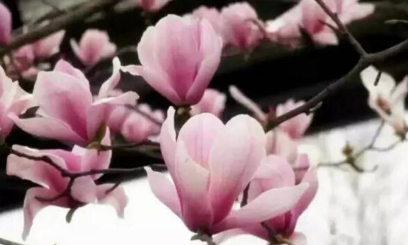重慶賞花 玉蘭花