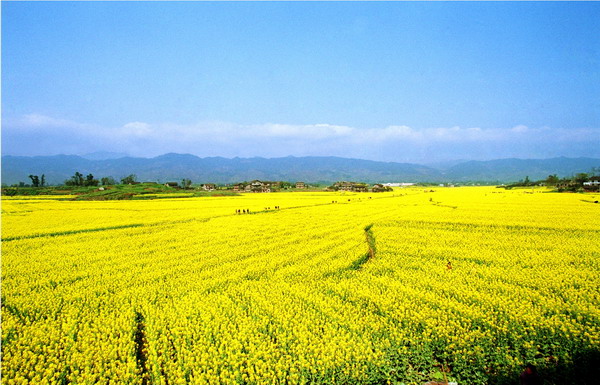 重慶油菜花田 潼南