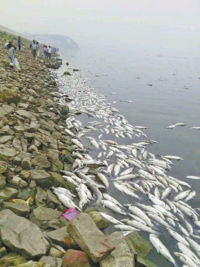 缺氧密度大 河南白沙水庫現(xiàn)大面積死魚