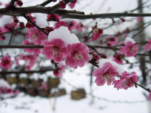 奧秘：梅花易數的起源1