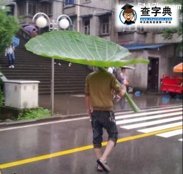 大雨中的一朵奇葩