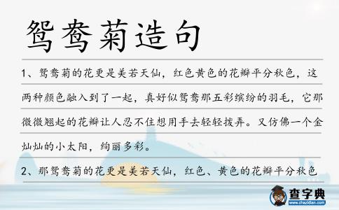鴛鴦菊造句