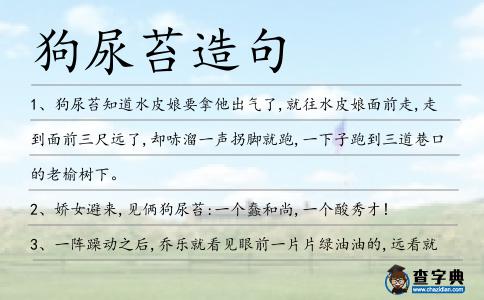 狗尿苔造句