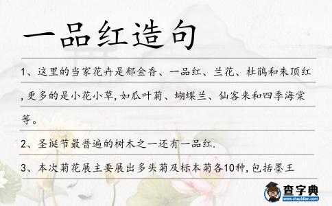 一品紅造句