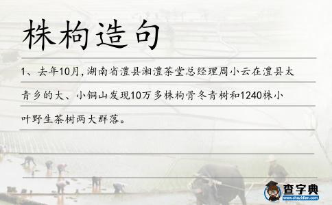 株枸造句