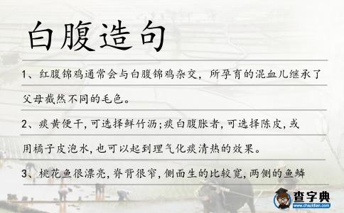 白腹造句