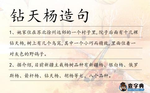 鉆天楊造句