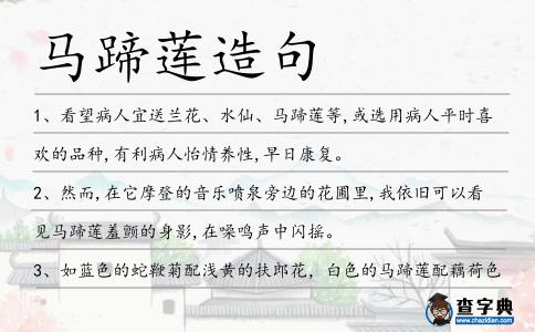 馬蹄蓮造句