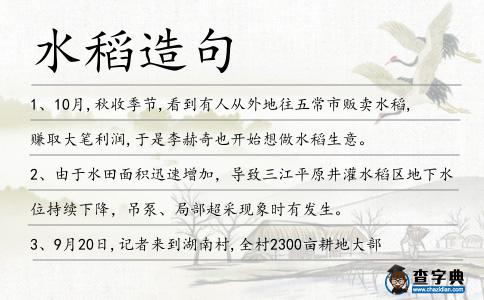 水稻造句