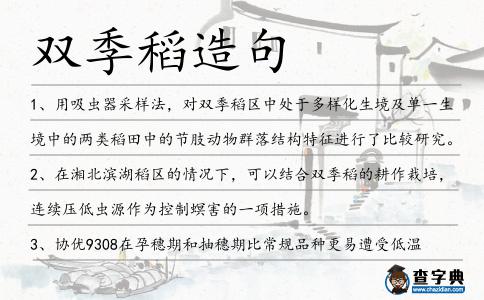 雙季稻造句