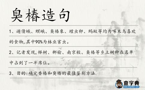 臭椿造句