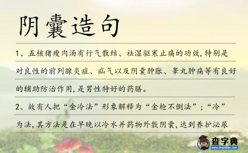 陰囊造句