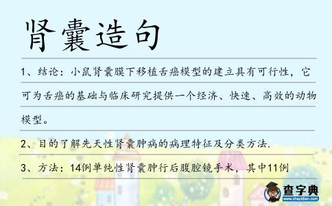 腎囊造句