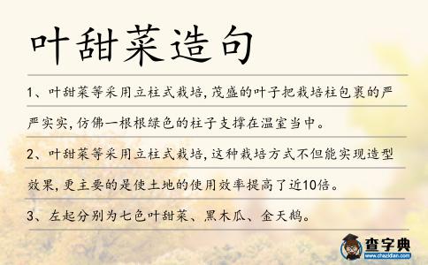 葉甜菜造句