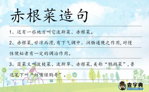 赤根菜造句