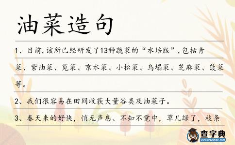 油菜造句