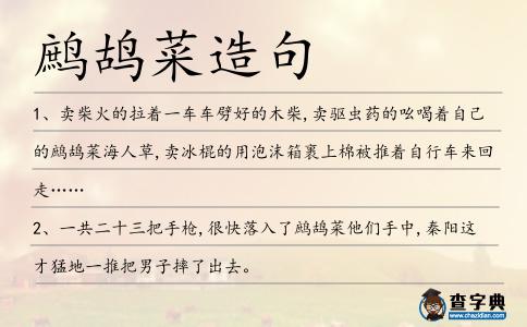 鷓鴣菜造句