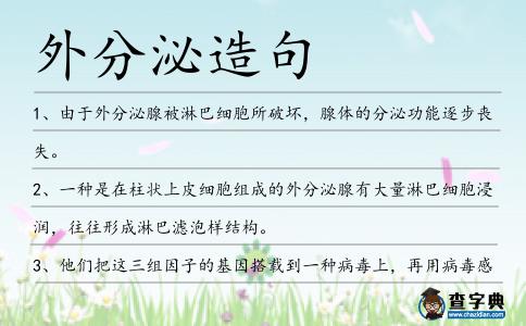 外分泌造句