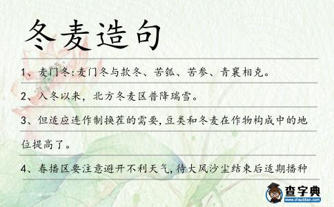 冬麥造句