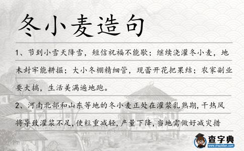冬小麥造句