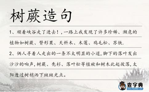 樹蕨造句