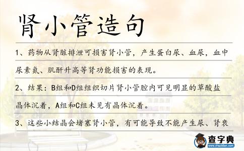 腎小管造句