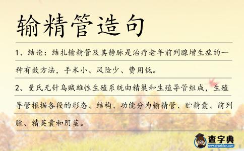 輸精管造句