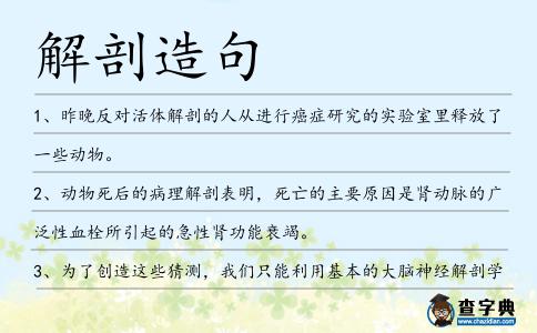 解剖造句