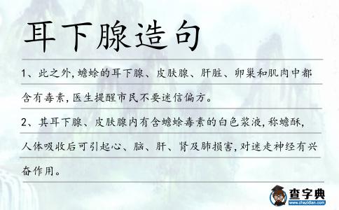 耳下腺造句